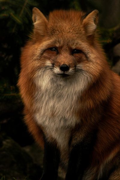 red fox by Larsphotografie