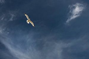 Oiseau libre