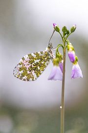 Dance on the cuckoo flower by Nicole Schmidt