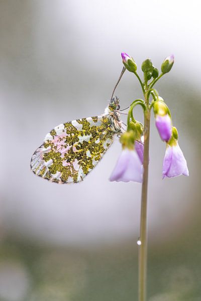 Tanz auf der Kuckucksblume von Nicole Schmidt