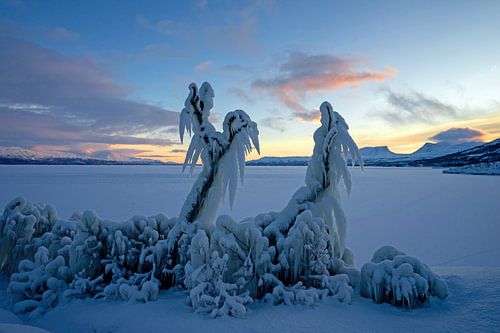 Ice formations on trees along Torneträsk