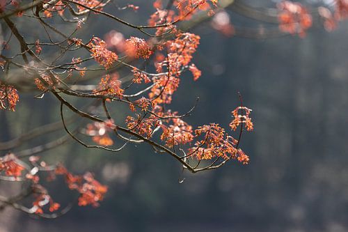A play of light and love amongst the young spring leaves