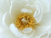 Peony