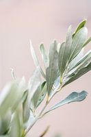 Olive tree | olive branches | fine art photography | botanical