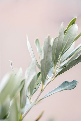 Olijfboom | olijftakken | fine art photography | botanisch