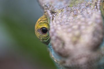 Kameleon op een tak met oogcontact naar de kijker. van Martin Köbsch