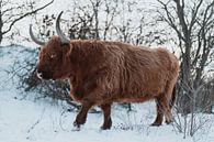 Schotse Hooglander in de sneeuw van Jonai thumbnail