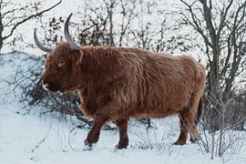 Highlander écossais dans la neige