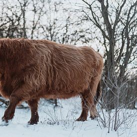 Highlander écossais dans la neige sur Jonai