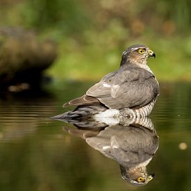 Sparrow hawk taking a bath. von Gert J ter Horst