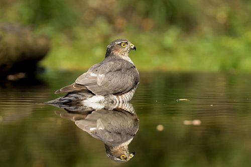 Sperwer neemt een bad.