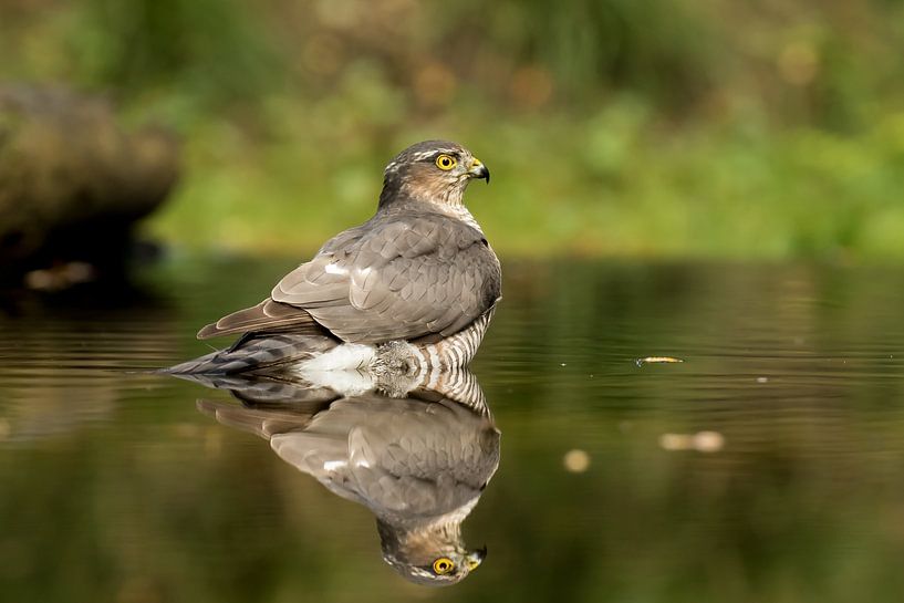 Sparrow hawk taking a bath. by Gert J ter Horst