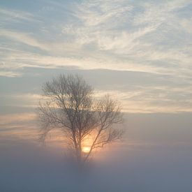 Sonnenaufgang durch den Nebel von Rene Metz
