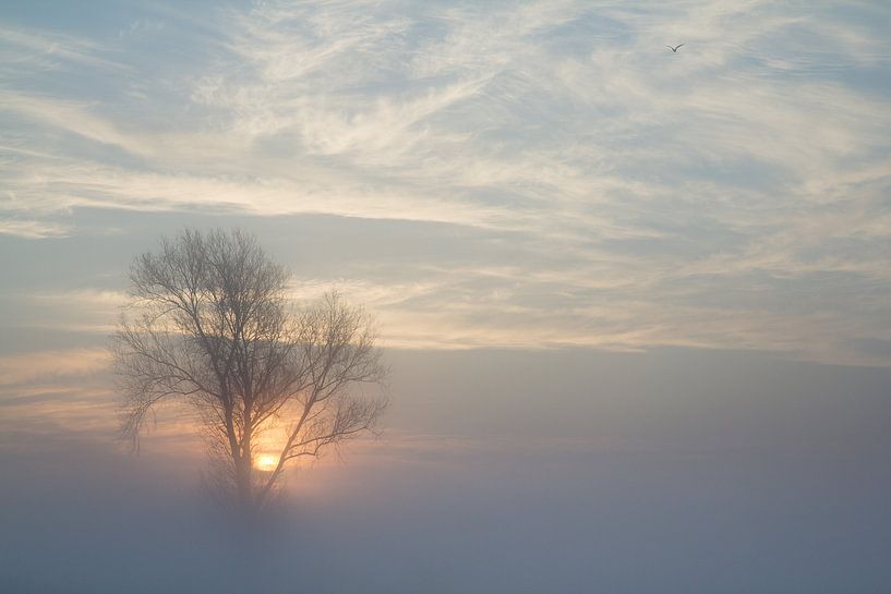 Lever de soleil à travers le brouillard par Rene Metz