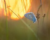 Sleeping common blue during sunset by Jos Pannekoek thumbnail