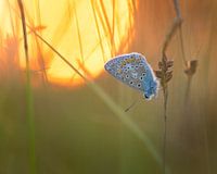 Icarusblauwtje in de ondergaande zon.