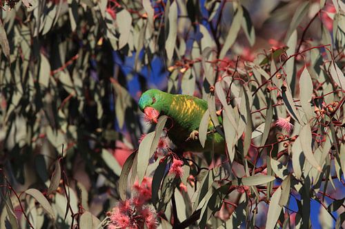 geschubde lorrikiet op zoek naar voedsel koningin-land australië
