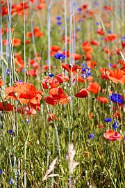 A cornfield with blooming red poppies and blue cornflowers in summer in Germany by Andreas Freund