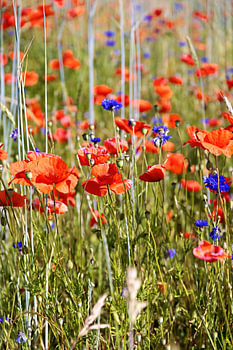 Getreidefeld mit blühendem, rotem Mohn und blauen Kornblumen im Sommer in Deutschland