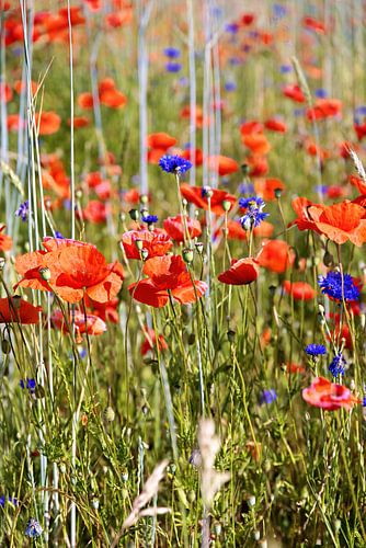 Graanveld met bloeiende rode papavers en blauwe korenbloemen in de zomer in Duitsland