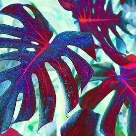 Monstera-Blatt Nr. 2 von Adriano Oliveira