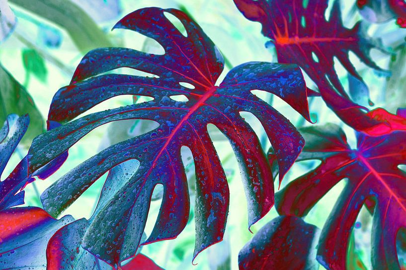 Monstera Leaf no. 2 by Adriano Oliveira