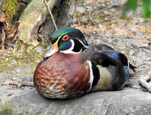 Carolina Eend von Bram van den Berg