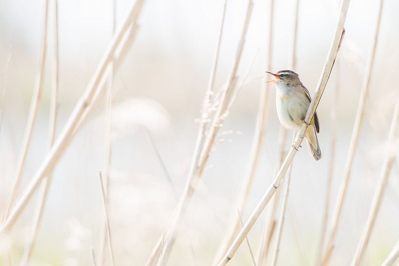 Singing sedge warbler by Danny Slijfer Natuurfotografie