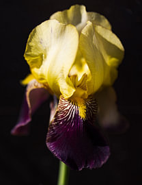 Iris von Photo_Minuscule