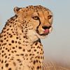 Guépard - Grand Chat sur Babs Boelens