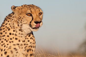 Cheetah
