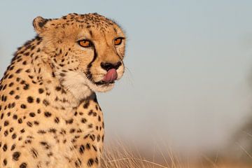 Cheetah - Big Cat van Babs Boelens