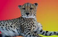 Cheetah lying on an orange red background