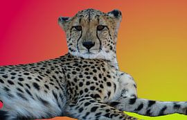 Jachtluipaard  liggend op een oranje rode achtergrond