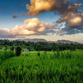 Rice field at sunset by Rene Siebring