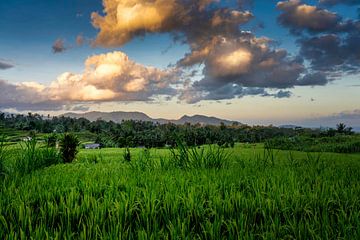 Rice field at sunset