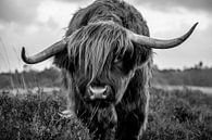 Scottish Highlander by Anouk Poelstra thumbnail