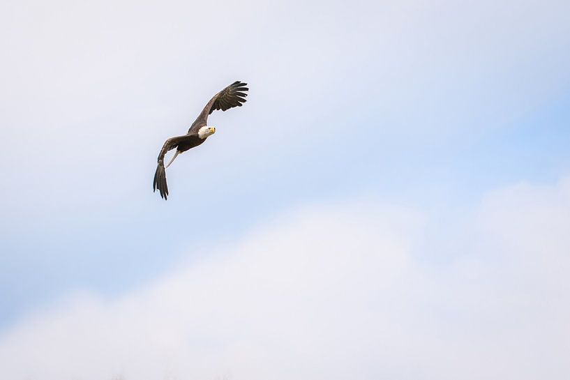 American bald eagle by Andy van der Steen - Fotografie