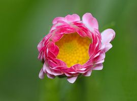 MadeLove  by Carolien van den Brink