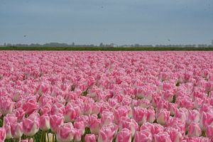 Tulpen