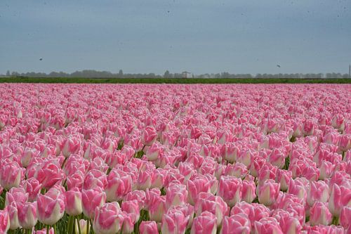 Tulpen