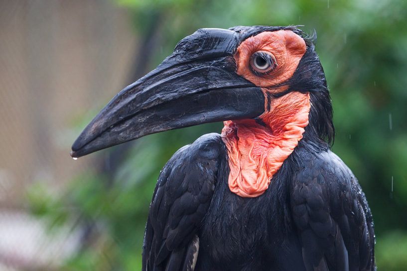 Vogel Southern Ground Hornbill Rabe mit einem langen Schnabel und schwarzer Definition mit einem rot von Michael Semenov