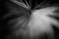 Abstract plants and leaves