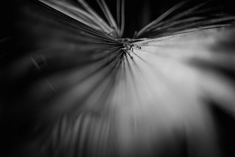 Abstract plants and leaves by Rene  den Engelsman