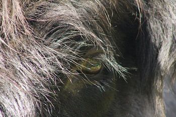 Tête de Highlander écossais