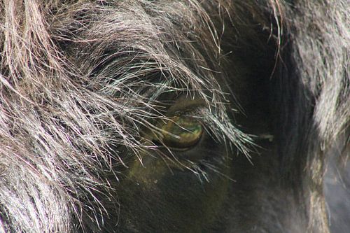 Hoofd Schotse Hooglander