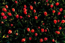 Red tulips - Bulb region Noordwijk by Linsey Aandewiel-Marijnen