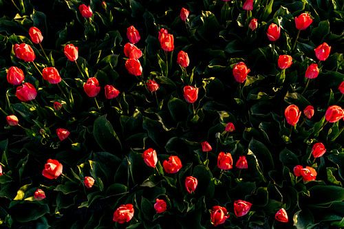 Tulipes rouges - Bollenstreek Noordwijk