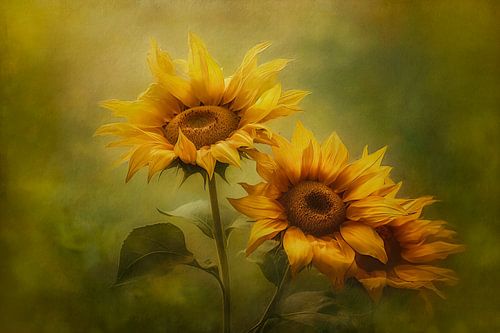 Drie zonnebloemen in volle bloei tegen een warme, zachtgroene achtergrond.