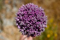Wildflower